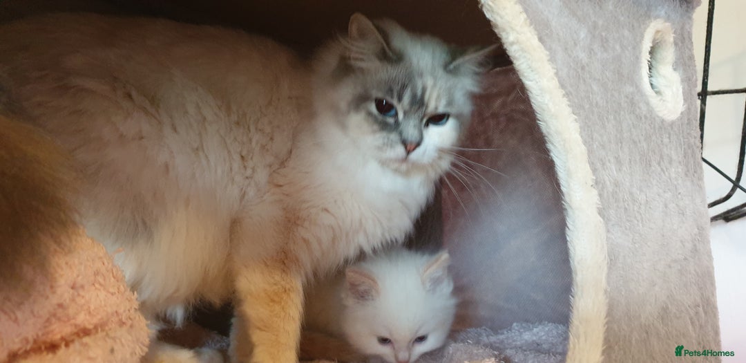Ragdoll cats for sale: 💗Stunning GCCF registered Ragdoll Kittens. - Advert 29
