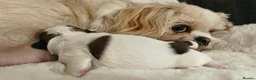 Shih Tzu dogs for sale: Beautiful shih Tzu puppies in Stanley - Advert 14