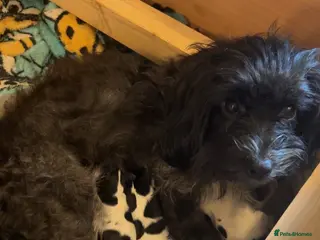 Mixed Breed dogs Buddy - mixed breed dog - Advert 2