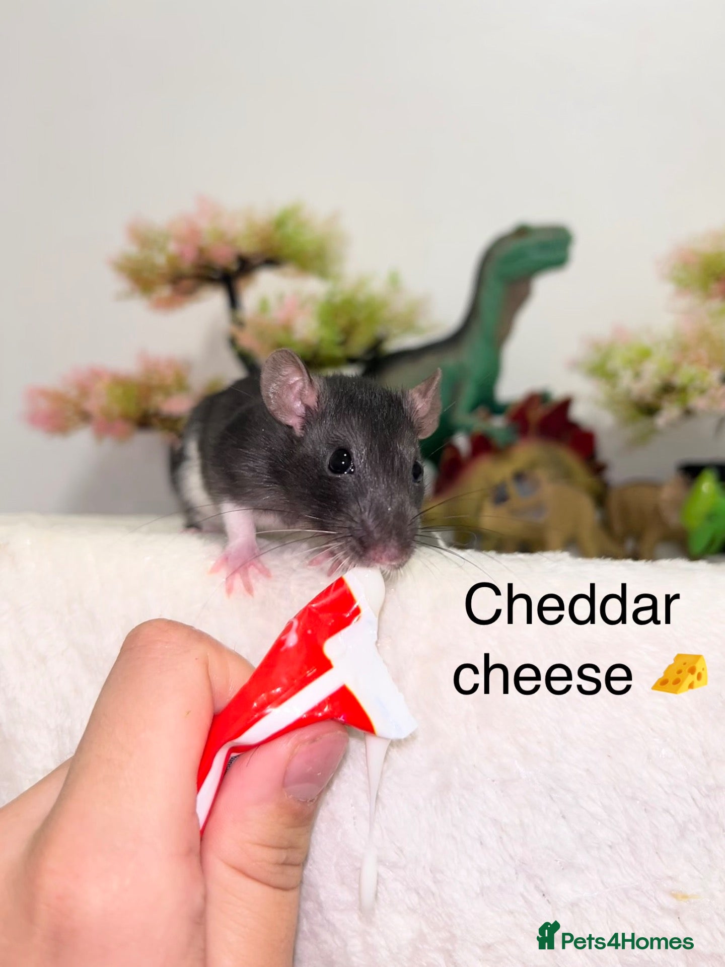 Rat rodents Beautiful baby rats  - Advert 2