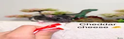 Rat rodents for sale: Beautiful baby rats  - Advert 2