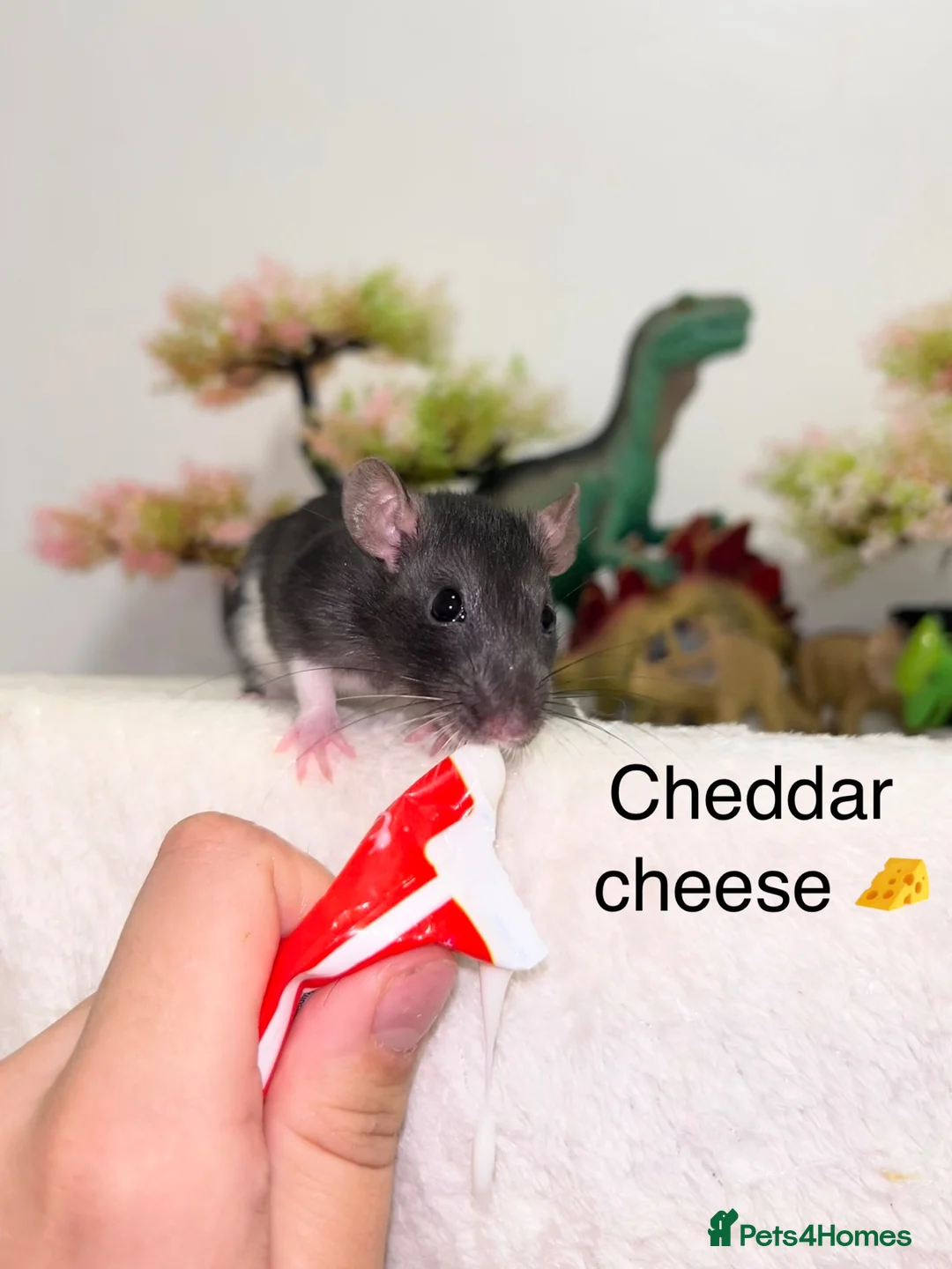 Rat rodents for sale: Beautiful baby rats  - Advert 2