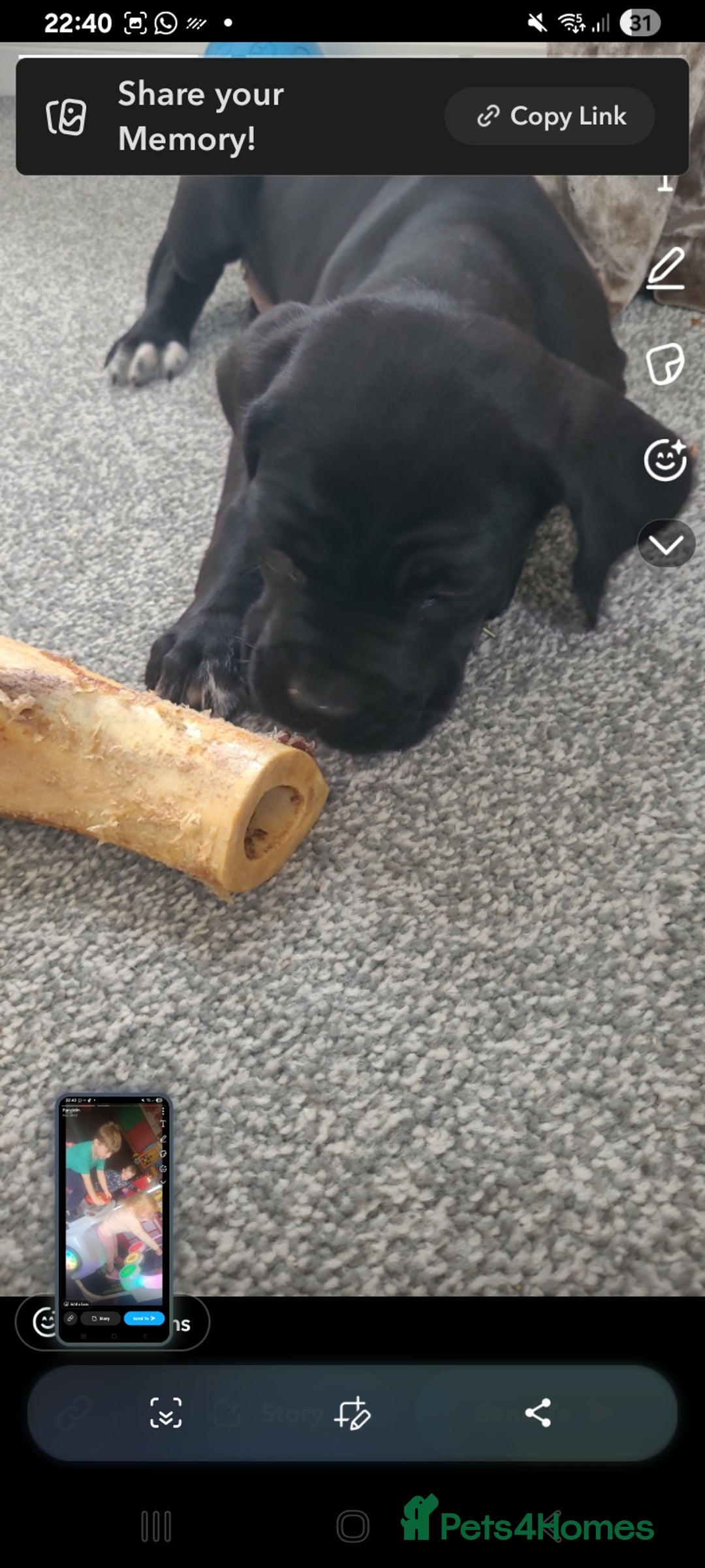 Mixed Breed dogs for sale: Her name is pip  - Advert 2