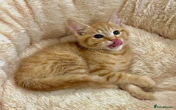 Mixed Breed cats for sale: GORGEOUS X SIBERIAN KITTENS  - Image 4