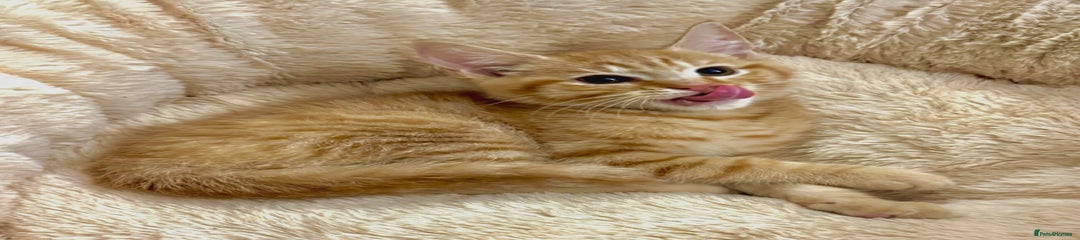 Mixed Breed Kitten 2