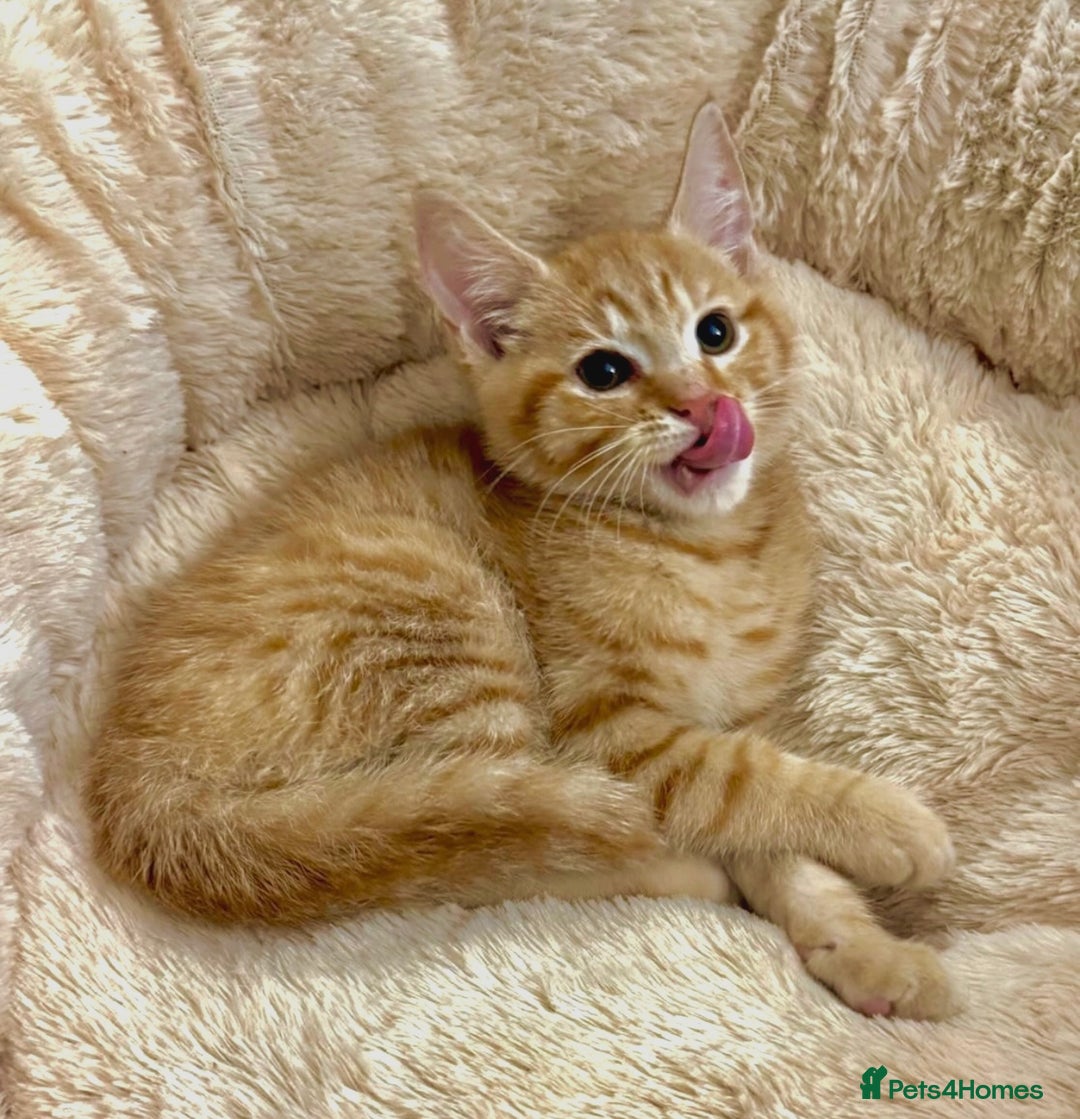 Mixed Breed cats for sale: GORGEOUS X SIBERIAN KITTENS  - Image 4