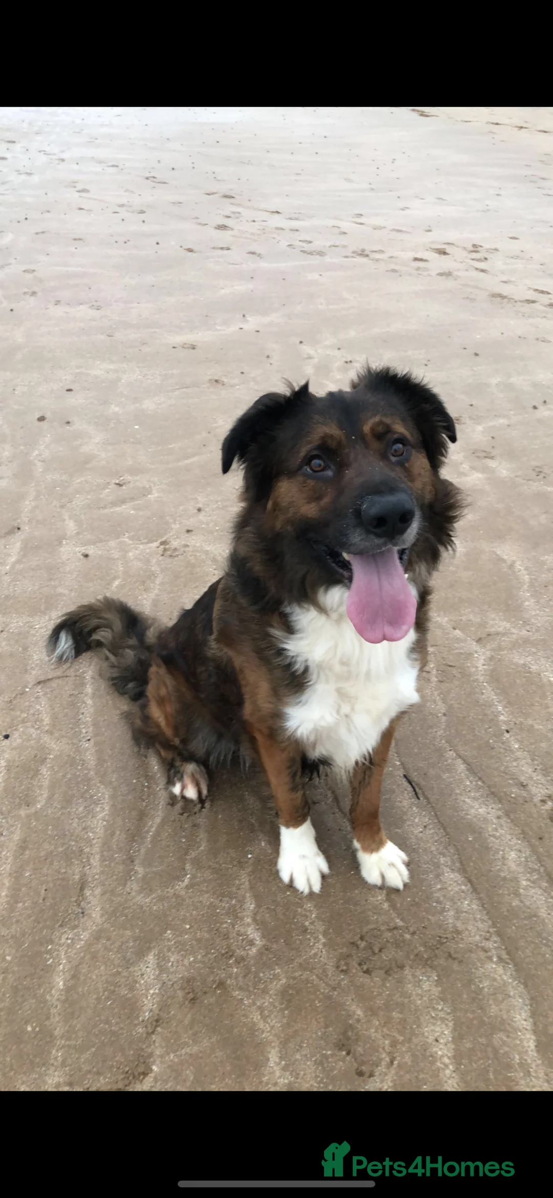 Mixed Breed dogs for sale: Australian Shepherd X Border Collie pups 🐶  - Advert 11