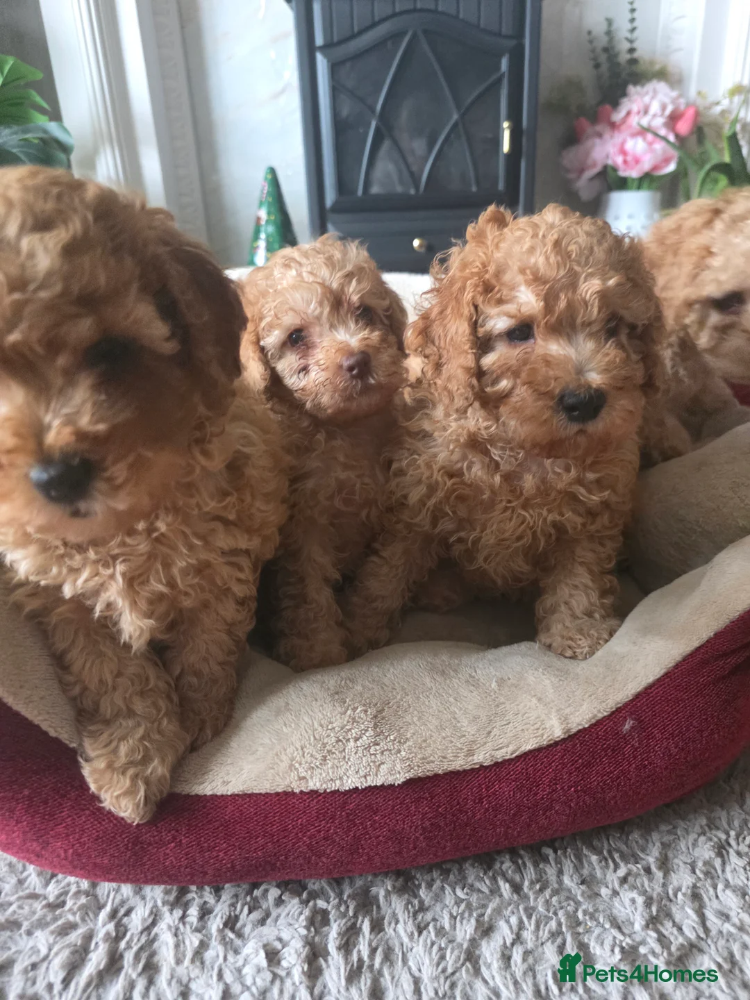 Cockapoo dogs for sale: Cream Cockapoo puppies - Advert 15