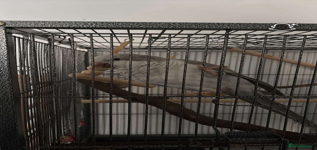 Gallery Image {{count}}