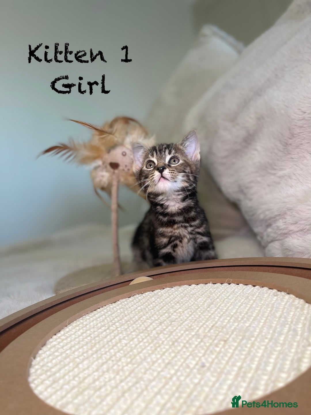 Mixed Breed cats for sale: Stunning kittens 8 weeks old ready now  - Advert 4