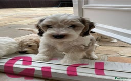 Cockapoo dogs for sale: Beautiful Cockapoo puppies - Image 15