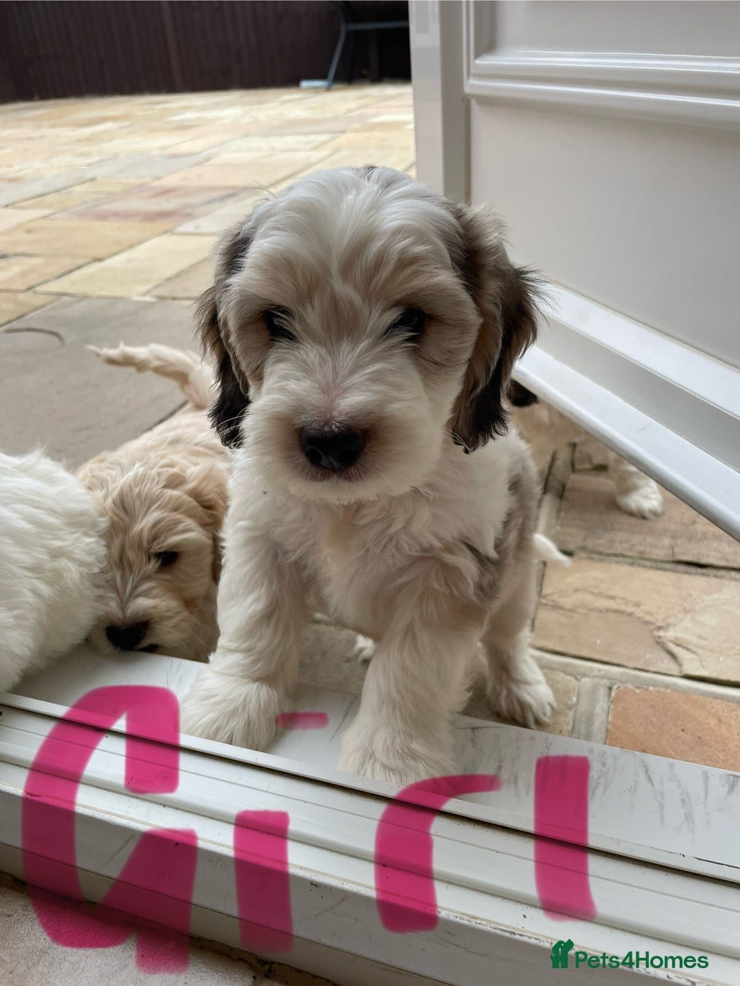 Cockapoo dogs for sale: Beautiful Cockapoo puppies - Image 15