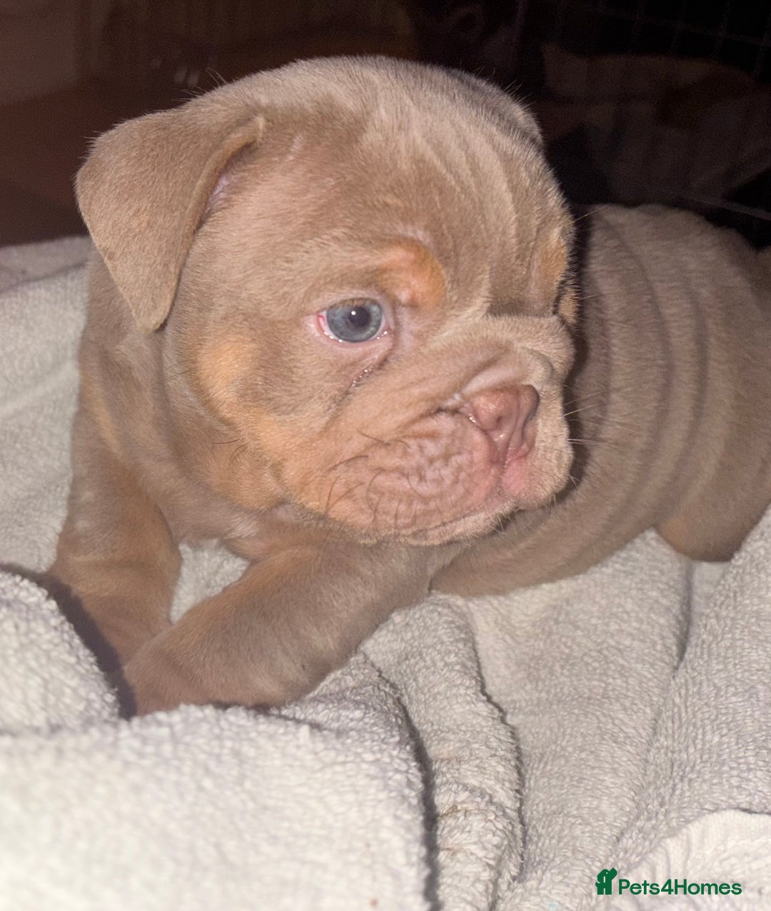 English Bulldog dogs for sale: 2 English bulldog 'lilac' puppies READY 8TH DEC 25 - Advert 20