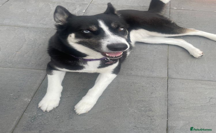 Huskita dogs - Advert 2