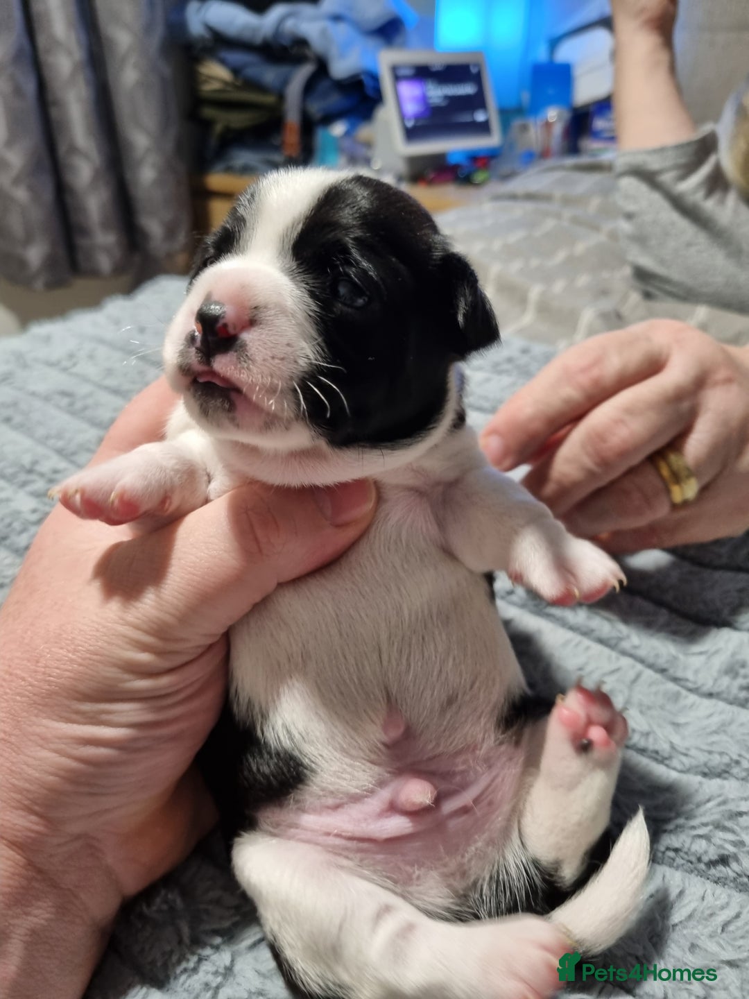 Jack Russell dogs for sale: Jack Russell X Shih Tzu Puppies - Advert 11