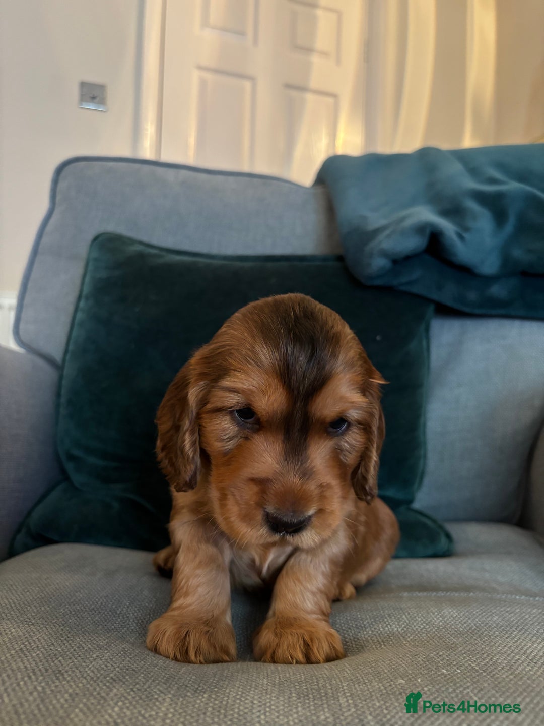 Cocker Spaniel dogs for sale: Outstanding FN clear kc reg cocker spaniel puppies - Image 14