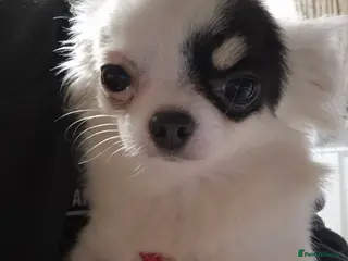 Chihuahua dogs KC registered tiny Longcoat Bitch - Advert 3