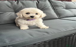 Bichon Frise dogs for sale: Bichon Frise Puppies  - Image 26