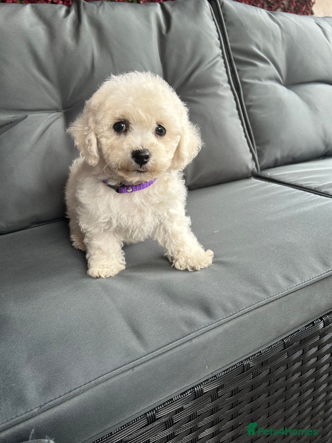 Bichon Frise dogs for sale: Bichon Frise Puppies  - Image 26