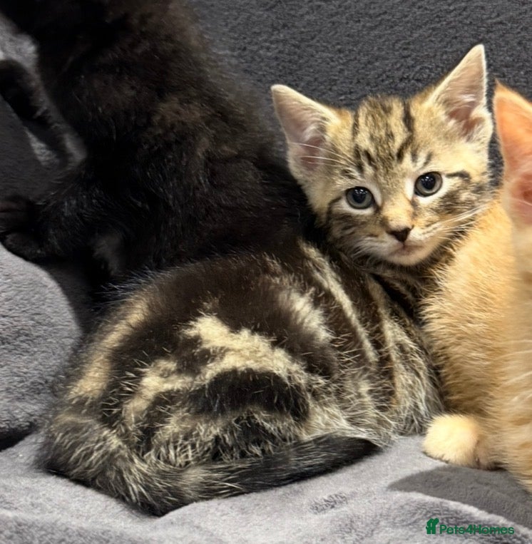 Mixed Breed cats Boys and girl READY NOW - Advert 2