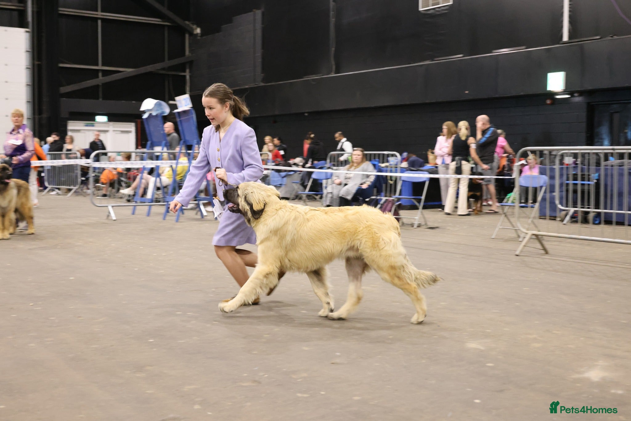 Leonberger dogs Last 2 Leonberger puppies - Advert 1
