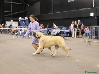 Leonberger dogs Last 2 Leonberger puppies - Advert 1