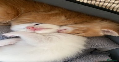 Maine Coon cats - Advert 7