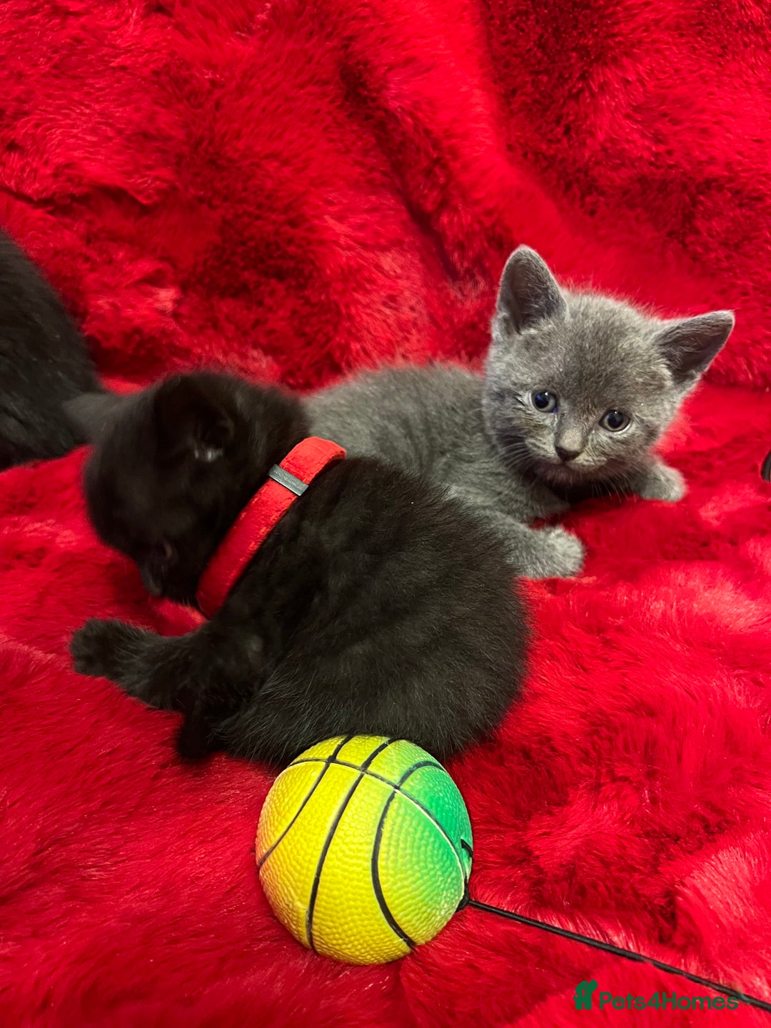 Mixed Breed cats for sale: kittens looking for a new home - Advert 4