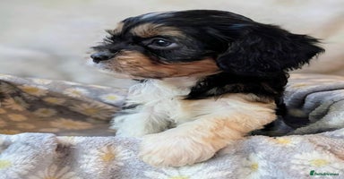 Cavapoo dogs - Advert 10