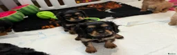 Cavalier King Charles Spaniel dogs for sale: Kennel club registered cavalier King Charles pups  - Advert 17