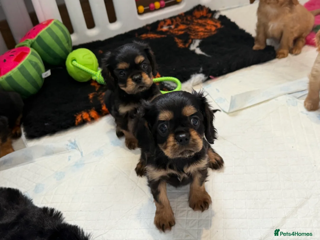 Cavalier King Charles Spaniel dogs for sale: Kennel club registered cavalier King Charles pups  - Advert 17