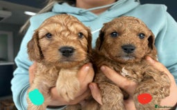 Cockapoo dogs for sale: F1B Red Cockapoo Pups - Image 6