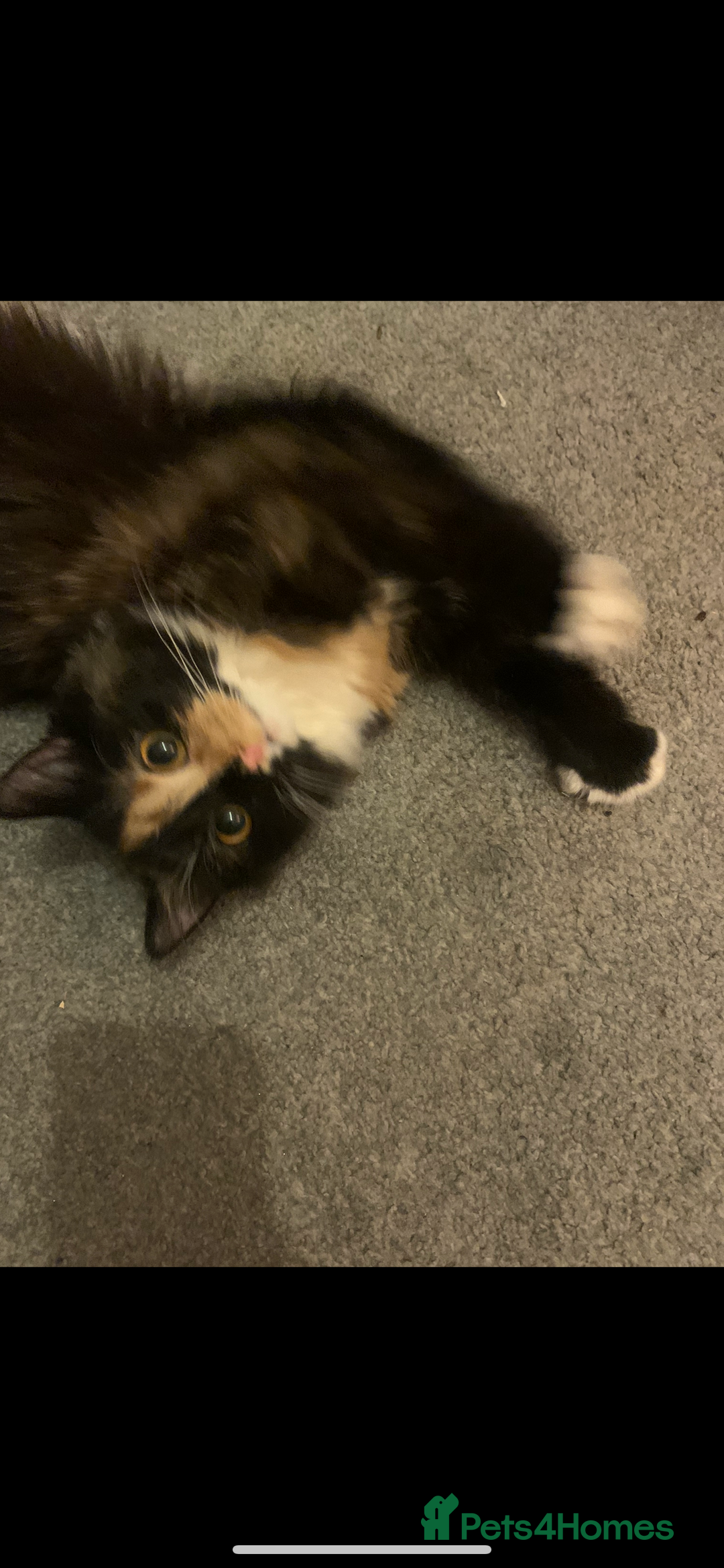 British Longhair cats for sale: Ginger kitten  - Advert 1