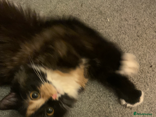 British Longhair cats Ginger kitten - Advert 5