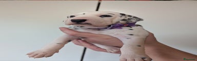 Dalmatian Puppy 3