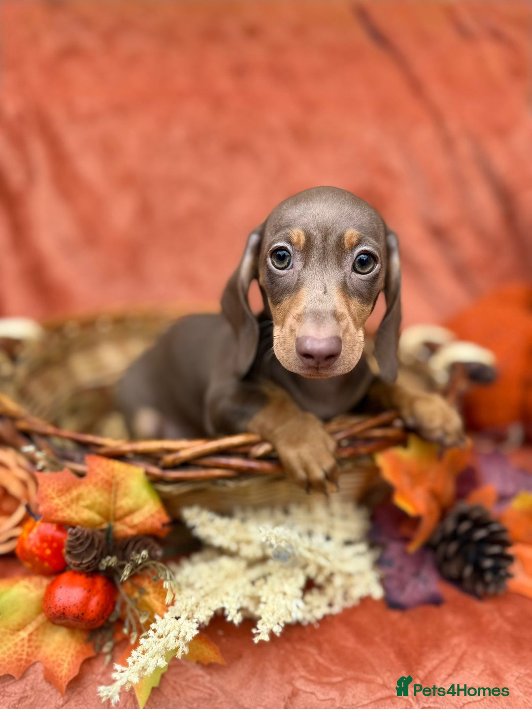 Miniature Dachshund dogs for sale: Miniature dachshund puppies  - Image 13