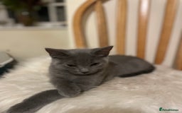 Russian Blue cats for sale: Russian blue British shorthair kittens - Image 6