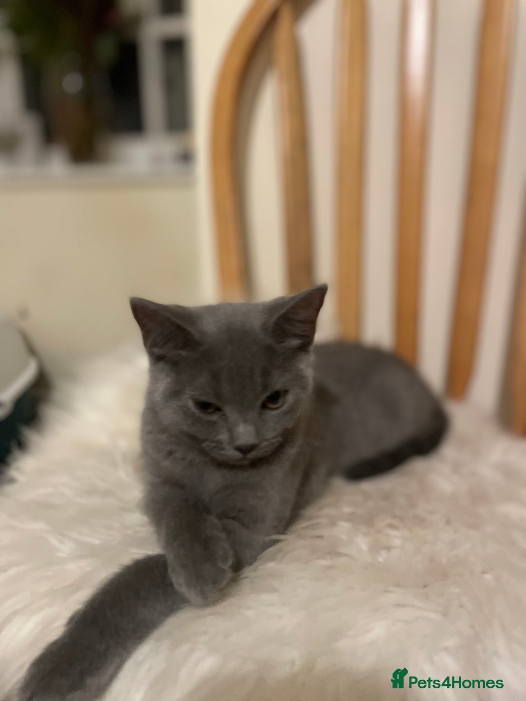 Russian Blue cats for sale: Russian blue British shorthair kittens - Image 6