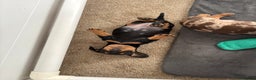Dachshund dogs for sale: 8 weeks & READY TO LEAVE NOW - dachshund puppy  - Advert 22