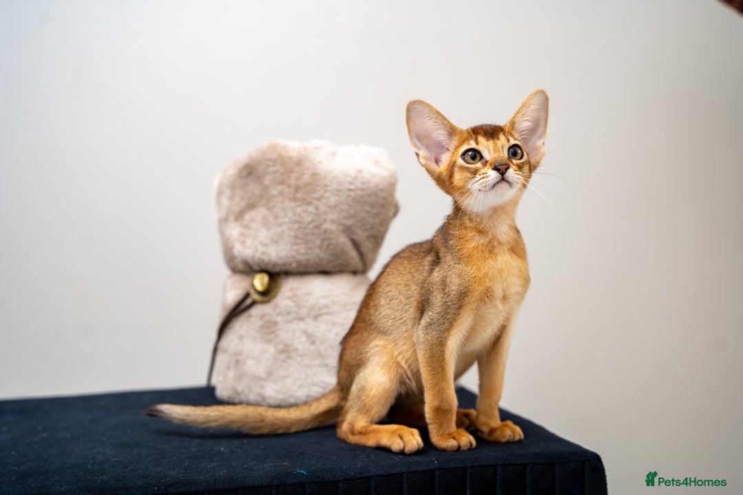 Abyssinian cats for sale: Vanilla Boy-Exceptional Abyssinian-Champion line - Advert 10