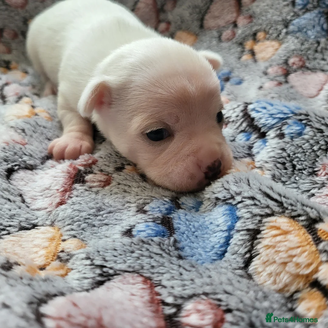 Chihuahua dogs for sale: 3 beautiful smooth coat chihuahuas KC registered. in Enfield - Advert 5