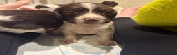 English Springer Spaniel dogs for sale: Quality English springer spaniel puppies  - Advert 12