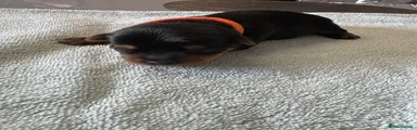 Yorkshire Terrier Puppy 4