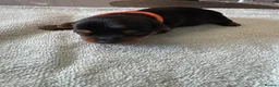 Yorkshire Terrier dogs for sale: Yorkshire Terrier Puppies Only 1 Boy Left !!!! - Advert 24