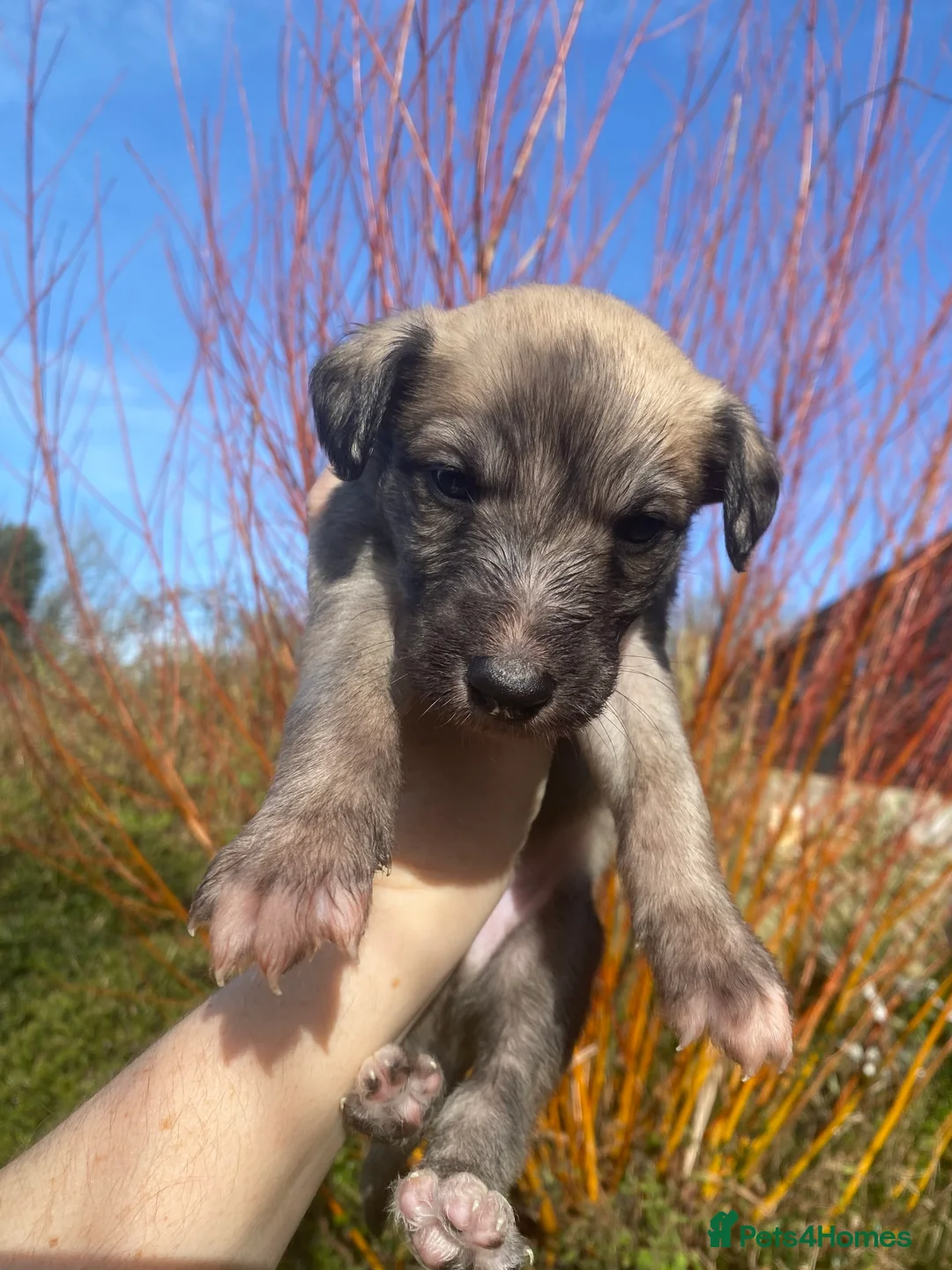 Lurcher dogs for sale: 6 Stunning Lurcher Pups Available 23rd March - Advert 9