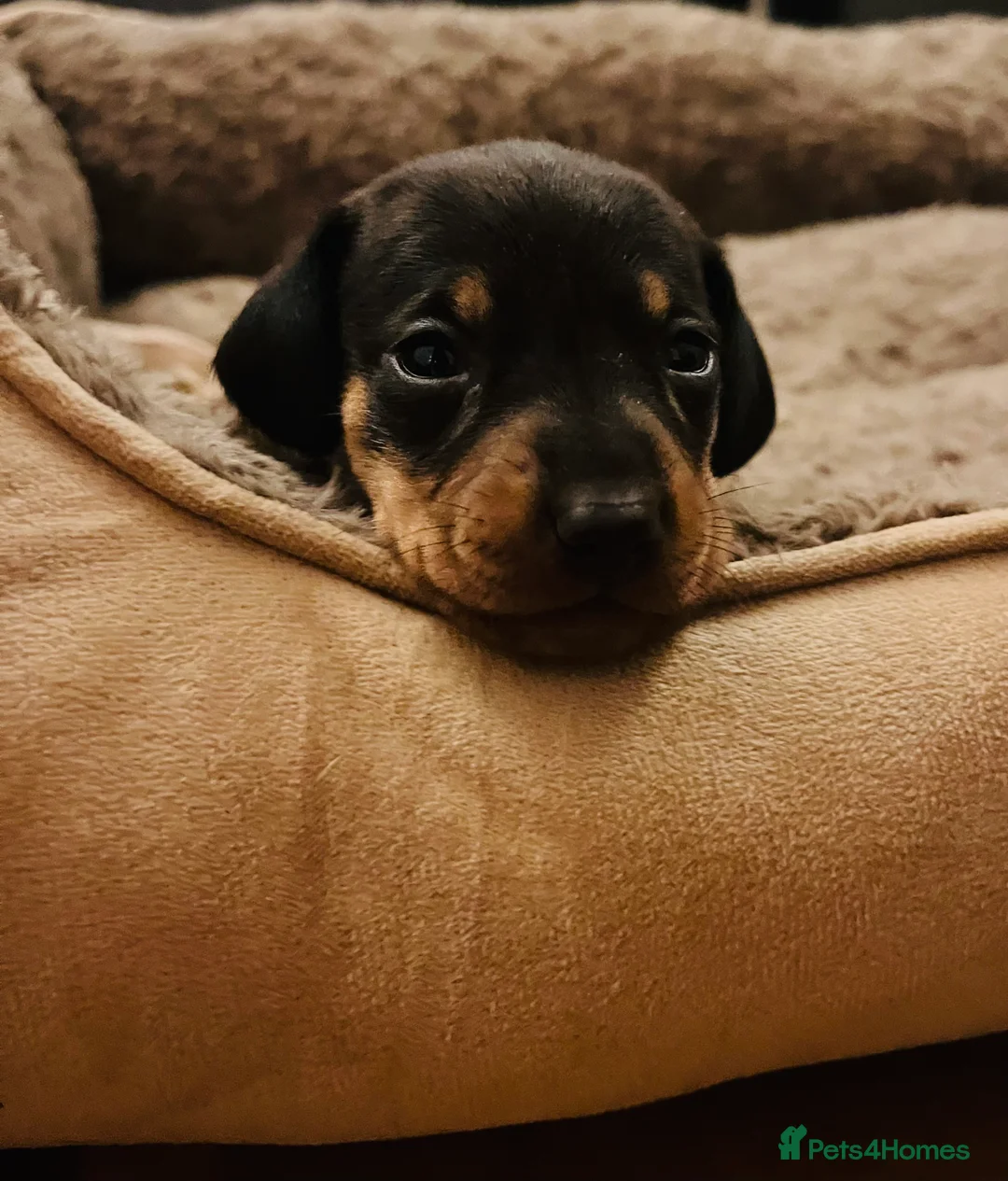 Miniature Dachshund dogs for sale: 7 mini dachshunds Exeter Devon  - Advert 3