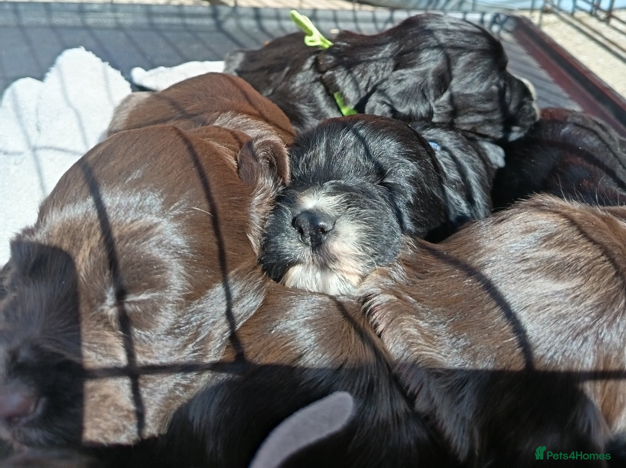 Cocker Spaniel dogs 6 STUNNING KC REGISTERED COCKER SPANIEL PUPPIES  - Advert 15