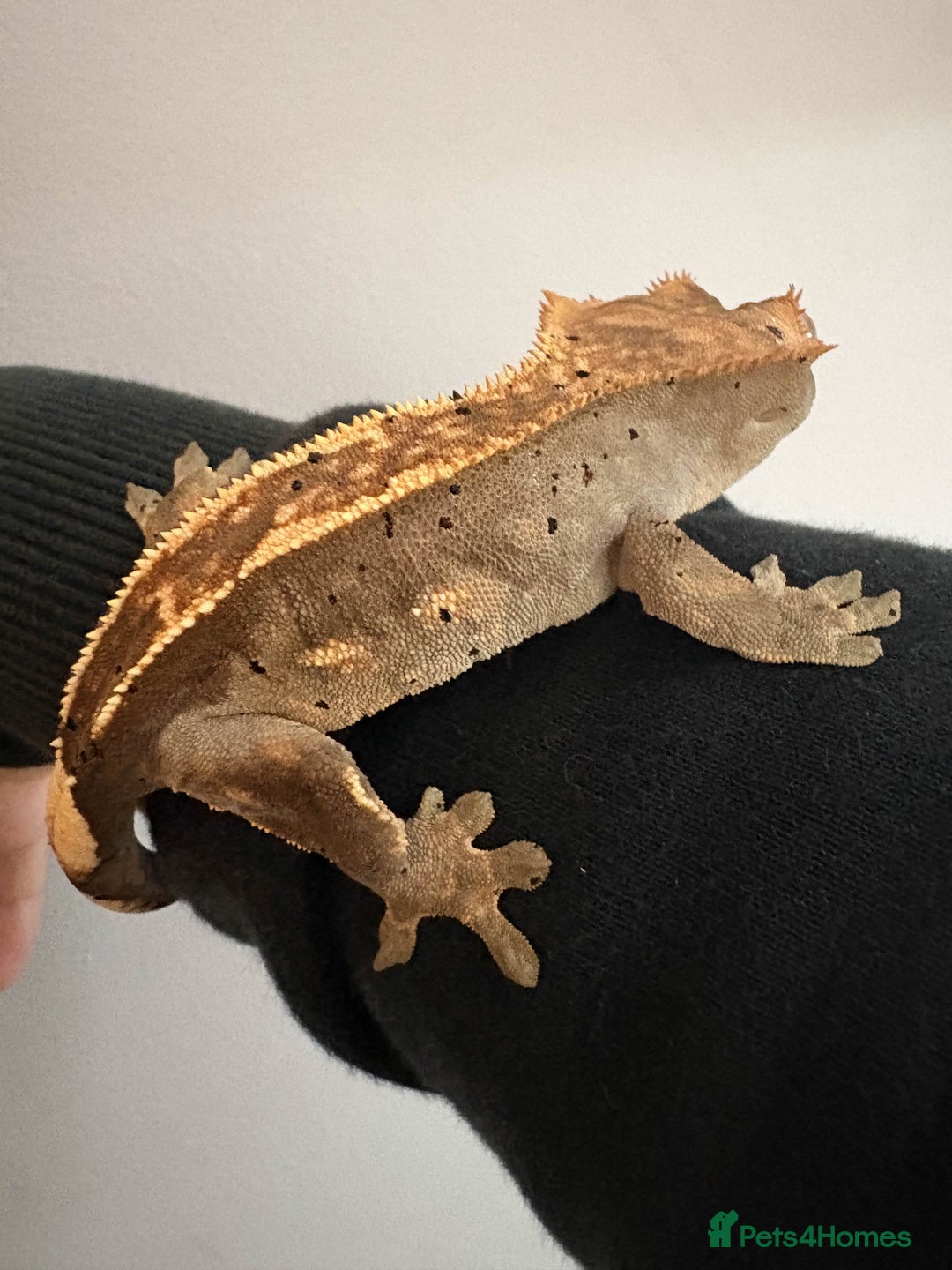 Gecko reptiles for sale: Crested Geckos - Various morphs - Ready to go - Advert 13