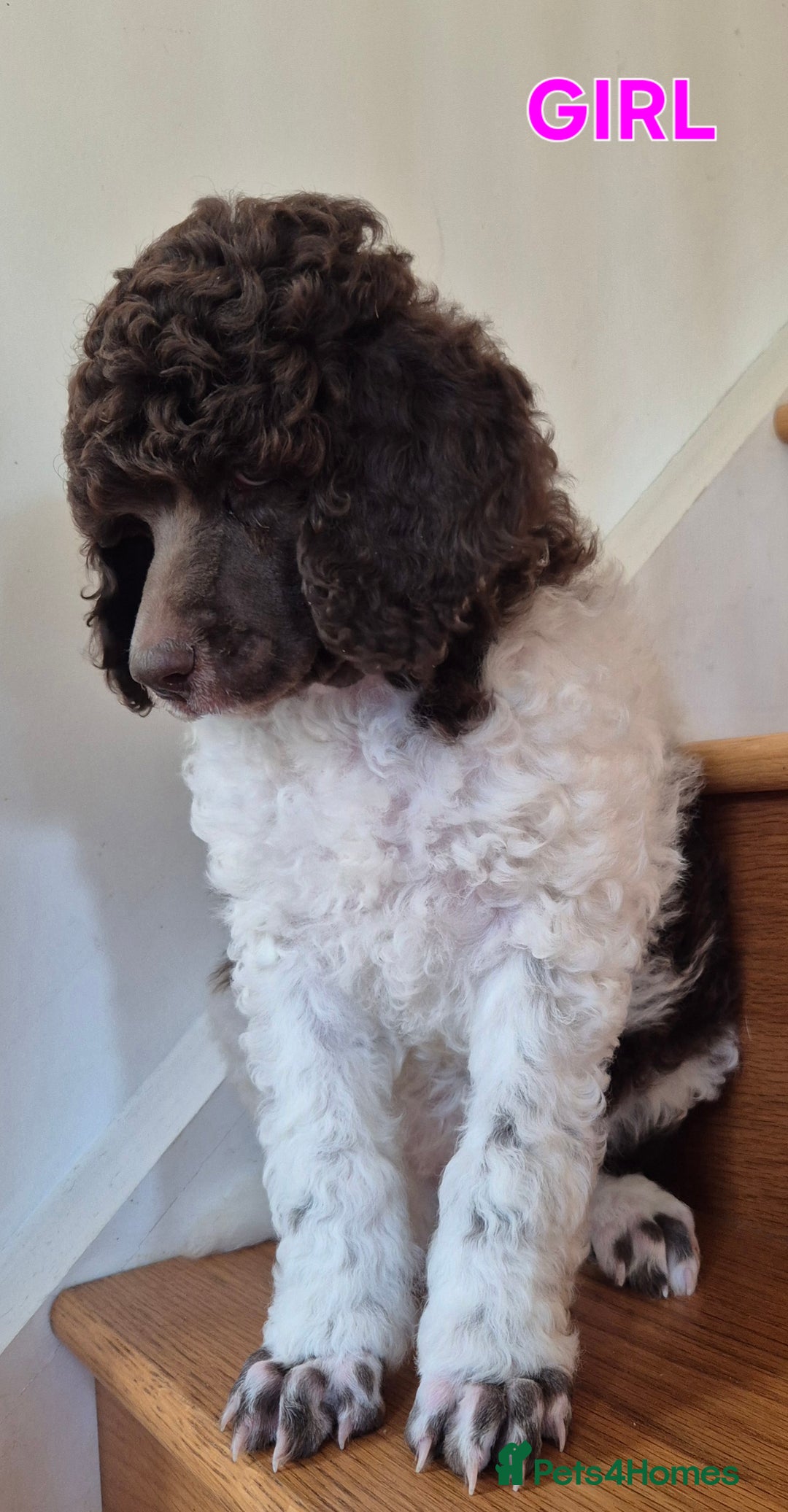 Standard Poodle dogs for sale: KC Reg Chocolate parti Standard Poodle puppies - Image 2
