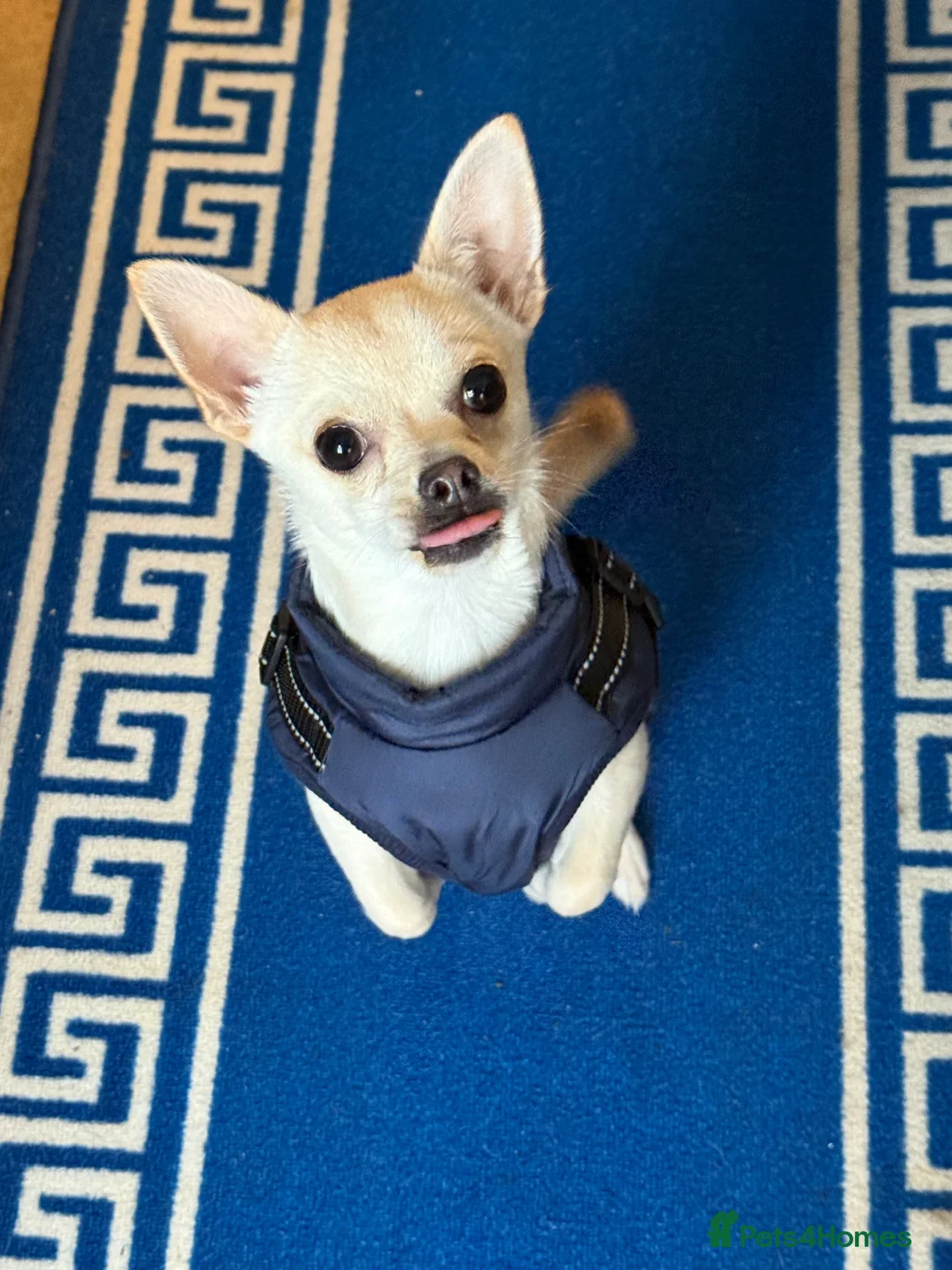 Chihuahua dogs for sale: Beautiful boy in Lowestoft - Advert 3